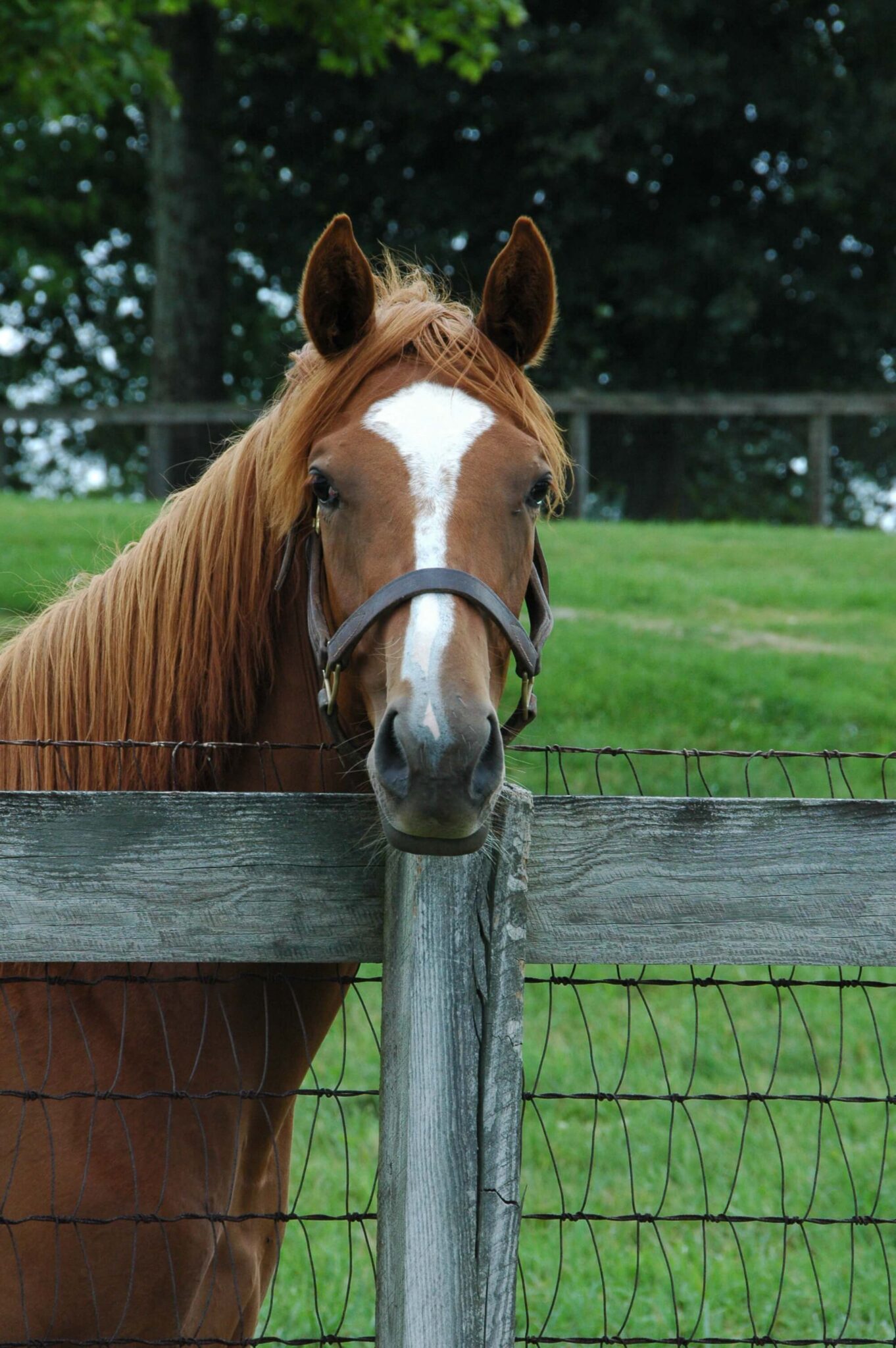 Equine Liability Insurance Performance Equine Insurance